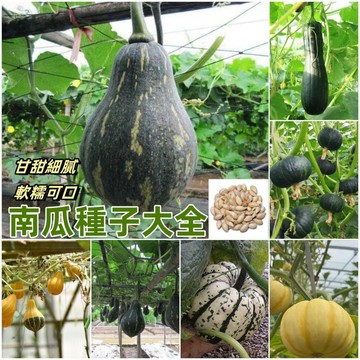 🎃（16款南瓜種子）🎃 今年新種 現貨速發 農家四季播種高產老品種南瓜 貝貝南瓜種子 新手好養庭院菜園蔬菜種子