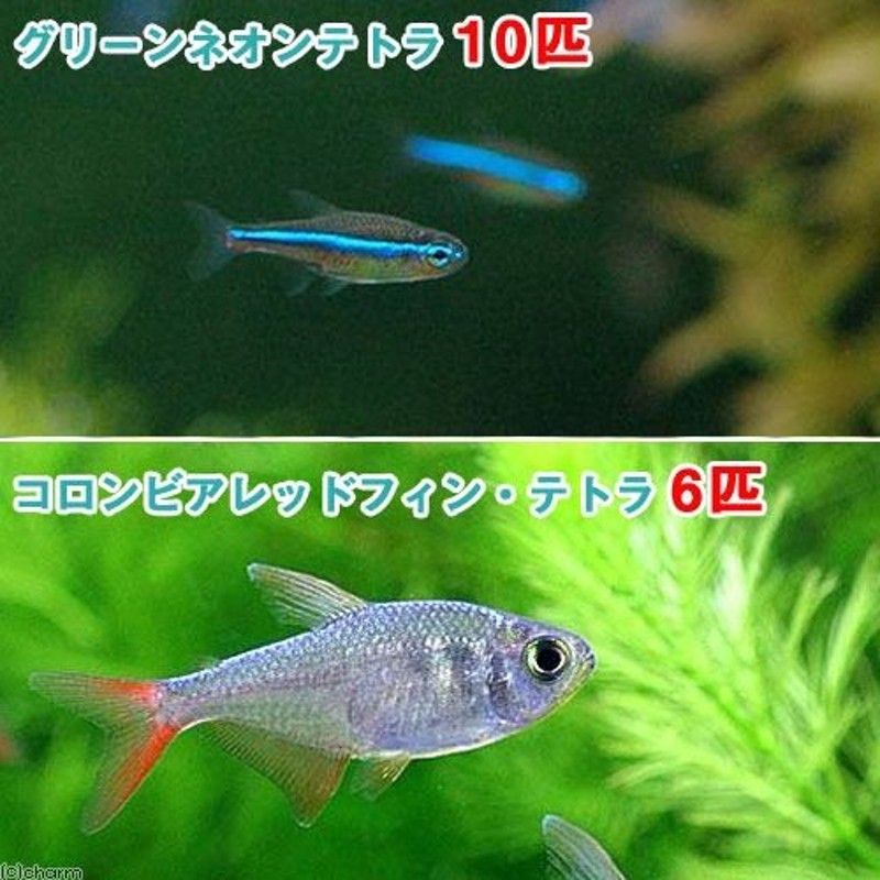 熱帯魚）グリーンネオンテトラ（１０匹） ＋ コロンビアレッドフィン・テトラ（６匹） 北海道・九州航空便要保温 通販 LINEポイント最大0.5%GET  | LINEショッピング