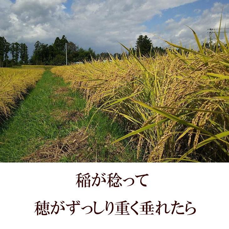 米　新米　店長が作ったお米　ササニシキ　10kg　天日干し　白米　玄米もOK　令和5年産米　送料無料　10キロ　天日乾燥　岩手県産　発送日当日精米