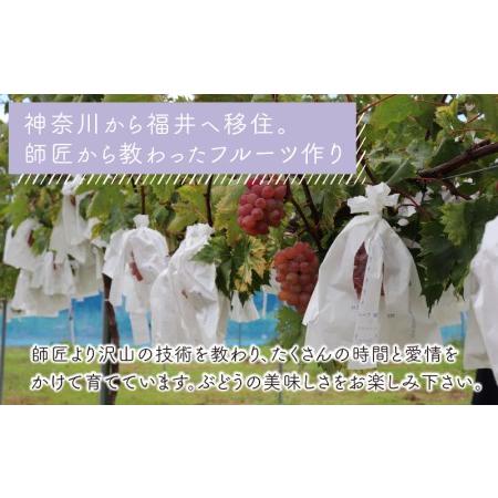 ふるさと納税 10月特選 ぶどうセットM 1kg以上（2〜3房）／ 葡萄 シャインマスカット 完熟 ゴールデン シャイン 品種 おまかせ あ.. 福井県あわら市