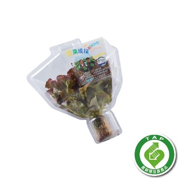 [家速配]履歷溫室紙缽紅橡木萵苣(每盒約80克)