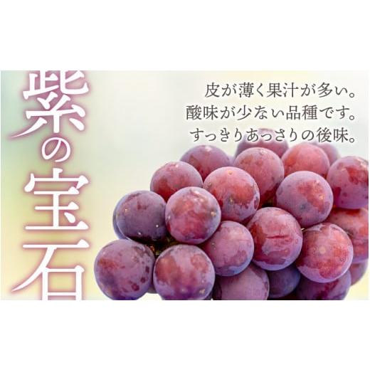 ふるさと納税 福井県 高浜町 受賞歴多数！飲むぶどう 若狭ふじ 約80g×8個 ≪2024年8月中旬より順次発送≫  送料無料[A-009002…