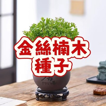 🌳【金絲楠木種子】當季新籽 發芽率高  招財鎮宅 香味濃郁  盆栽植物種子 陽台小院桌面種植樹種子 新手易種植