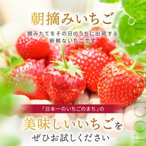 ふるさと納税 贈答用 スカイベリー (12粒×2パック) 真岡市 栃木県 送料無料 栃木県真岡市