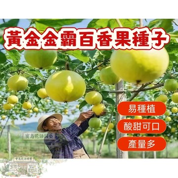 🔥黃金金霸百香果種子BXG-5 西番蓮種子 時計果時鐘果Passion Fruit多汁可口,果實飽滿薄皮四季盆栽水果種子