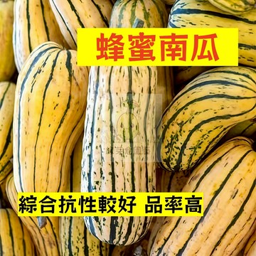 🌱早熟高產（蜂蜜南瓜種子NG-24）綜合抗性較好 品率高 金瓜  易生長  高產 抗病抗旱易種植 高產爬藤蔬菜種子