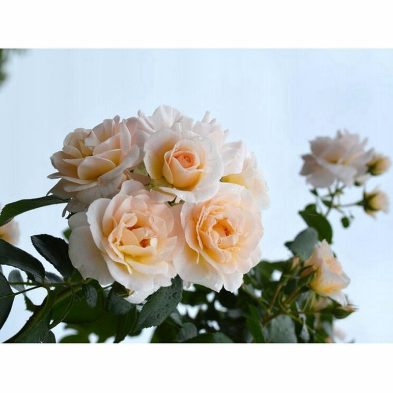 シリウス 大苗 極淡杏ピンクのつるバラ 返り咲き 4 5号角鉢 通販 Lineポイント最大get Lineショッピング