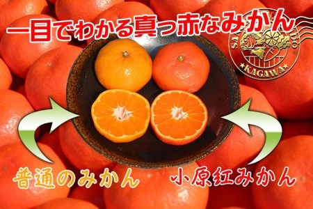 小原紅早生みかん 香川県産 約5kg S ～ Lサイズ ｜ みかん