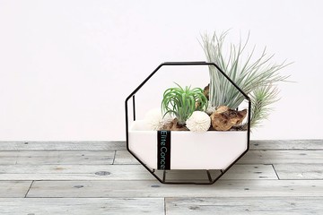 時尚空氣鳳梨 | 桌上擴香盆栽