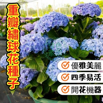 🌸重瓣八仙花種子繡球花種子🌸 無盡夏 洋繡球 調色魔法 陽台盆栽 耐陰開花 新手挑戰 酸藍鹼粉 現貨附調色教學 滿額免運