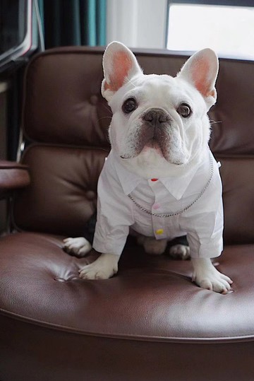 【iC原創】經典法式領口白襯衫上衣