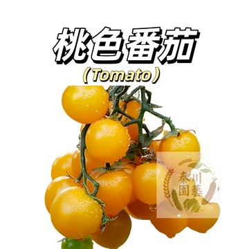 嘉義現貨（桃色王子小番茄種子FQ-44）生吃小聖女西紅柿~進口品種小櫻桃蕃茄果菜蔬菜種子#tomato