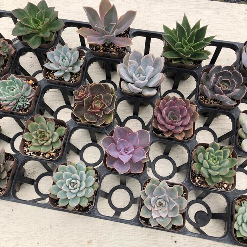 花サボテン 花サボテン 品種ミックス3号ポット 2株セット の通販 | 園芸ネット