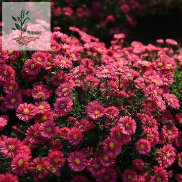 青禾園藝（荷蘭菊種子）四季種植 多年生宿根草花 耐寒庭院花卉 盆栽 花壇 切花材料 夏秋開花 蜜源植物 紫色花海種子