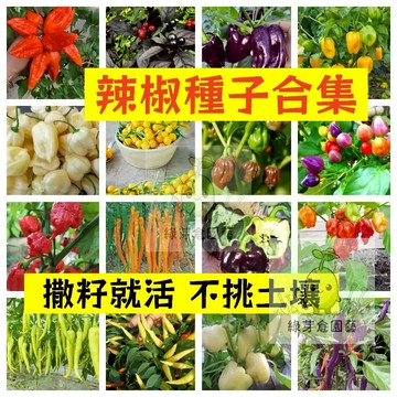 🌱早熟高產 🌶️63款辣椒種子合集 撒籽就活 香辣可口 不挑土壤 分枝強壯 生長勢快 抗病性強 易種植田園陽台盆栽種子