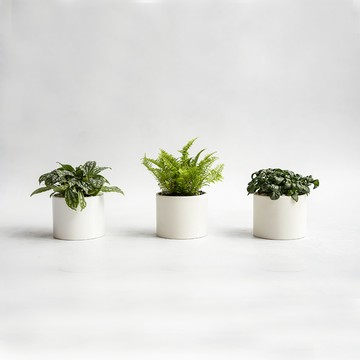 【花意空間 Flower Space】季節觀葉植物桌上盆組《全台配送》