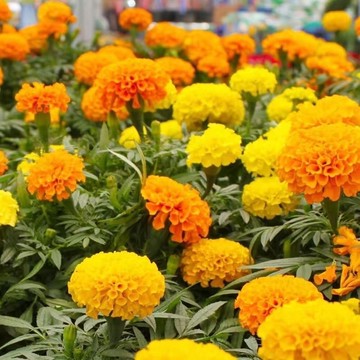 12h出貨 萬壽菊（50粒）耐寒觀賞 花卉盆栽 四季播種 菊花花卉種子 鮮花種子 綠肥 景觀 線蟲 忌避植物 包發芽