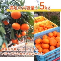 『予約受付』麗紅(れいこう）ハウス栽培 唐津産 5kg