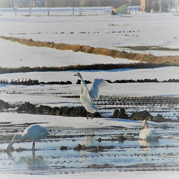 新米北海道産　玄米ゆめぴりか10kg　令和5年産　1等米　送料無料