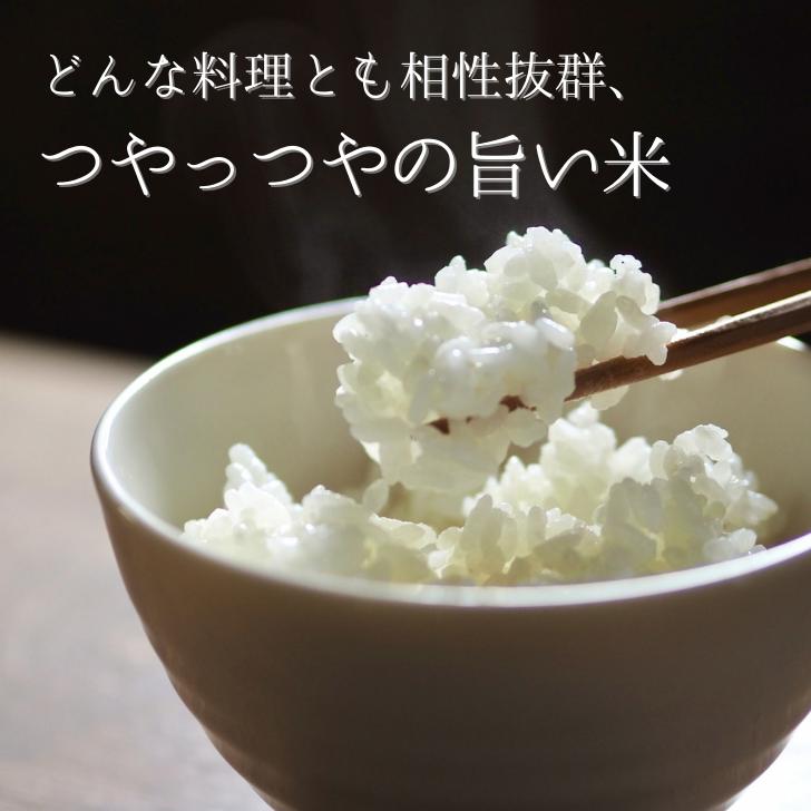 新米 5年産 新潟産 こしいぶき 10kg 5kg×2袋 受注精米 お歳暮 冷めてもおいしい 新潟県産 米 白米 精米 減農薬 農家 直送 生産者 備蓄 ギフト 内祝