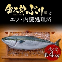 宮崎産 新海屋 鰤屋金太郎 金太郎ぶり 丸ごと 1尾 約4kg以上　C214