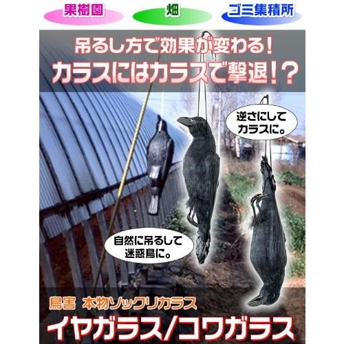 ミツギロン 鳥獣害用品 迷惑鳥撃退 天然羽毛リアルタイプ イヤガラス EG-38 ブラック