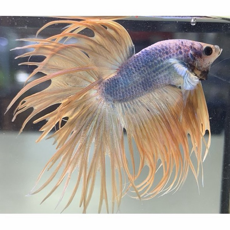 熱帯魚 一点物 ベタ クラウンテール A 生体 通販 Lineポイント最大0 5 Get Lineショッピング