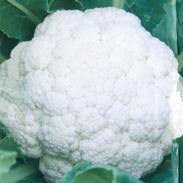 【拈花微笑】瑞雪65日白花椰菜｜種子｜1g｜非基因改造種子｜蔬菜｜蔬果｜有機無毒｜高發芽率