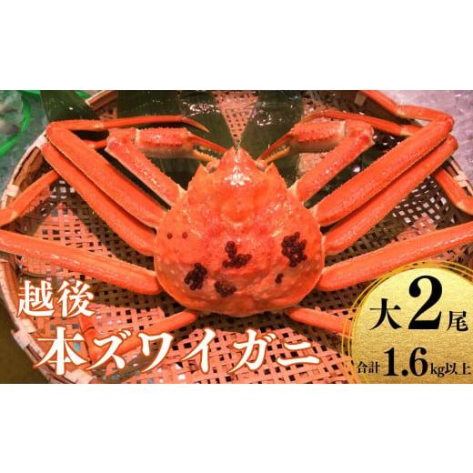 ふるさと納税 新潟県 糸魚川市 〈期間限定〉越後 本ズワイガニ 800g×2杯 計1.6kg 姿 糸魚川産 浜茹で 鮮度が命！茹でたて直送 日本海 磯貝鮮魚店 ずわいがに …