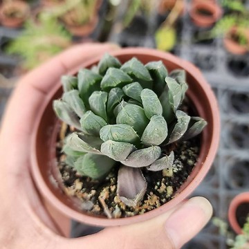 P老闆園藝~紫玉露 3吋盆 1吋盆 多肉植物