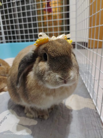 Q1-手工寵物生日帽子寵物髮飾頭套兔兔牽繩衣配件兔子花圈