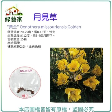 K33.月見草種子15顆(株高約30公分，金黃色花.香草種子)香草類種子【綠藝家】
