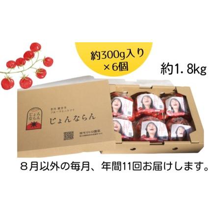 ふるさと納税 モリヒロ園芸が育てたじょんならんトマトの定期便A　約300g×6個入り（年間11回） 香川県観音寺市