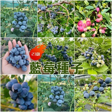 🫐（藍莓種子大全）🫐現貨 新種子（200粒入）台灣四季庭院陽台盆栽地栽果樹種子 多年生高產矮化藍莓Seed 新手易種植