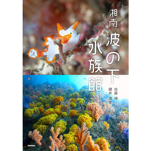 湘南波の下水族館 佐藤輝 鍵井靖章 工藤孝浩