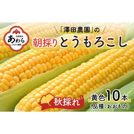 ふるさと納税 秋とうもろこし 10本 おおもの 黄色 朝採り ／ 期間限定 数量限定 ハウス栽培 産地直送 甘い スイートコーン とうも.. 福井県あわら市