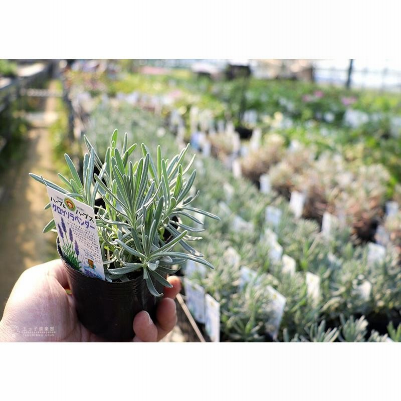 ラベンダー グロッソ 2個セット 9cmポット苗 シルバーリーフ 通販 Lineポイント最大0 5 Get Lineショッピング