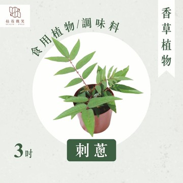 【拈花微笑】刺蔥｜3吋｜香草植物｜食用植物｜調味料｜泡茶飲用｜沙拉｜甜點｜藥用｜精油｜觀賞