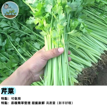 【家庭農場必備】四季小香芹種子 耐熱耐寒 全年可種 廚房香料盆栽 可當香草 剪葉再生 陽台種植 香菜替代 有機栽種