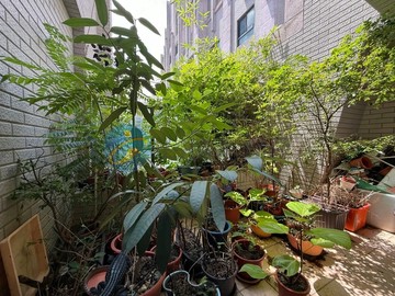 稀有戶青埔A18『大睦森悅』露台戶兩房雙車｜桃園市中壢區青埔二街