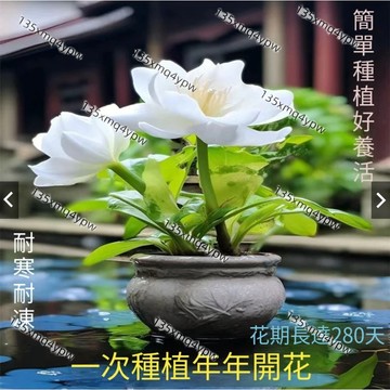 現貨 嬋單花種子（250粒）濃香型 多年生 風信子種子 海洋魔法 易種植耐寒盆栽地栽庭院花卉植物 觀賞花卉種子
