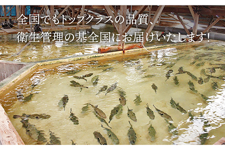 活〆おうごんとらふぐ贅沢セット4人前[KAB126]  長崎 平戸 魚介類 魚 鍋 刺身 とらふぐ ふぐ ポン酢