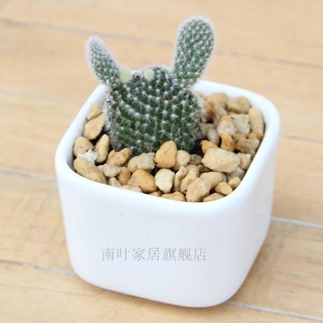 多肉植物花盆陶瓷花盆花器白色方形肉肉植物容器zakka多肉花盆 台灣樂天市場 Line購物