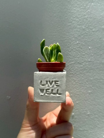 Live Well(活得精采)~!多肉磁鐵盆栽