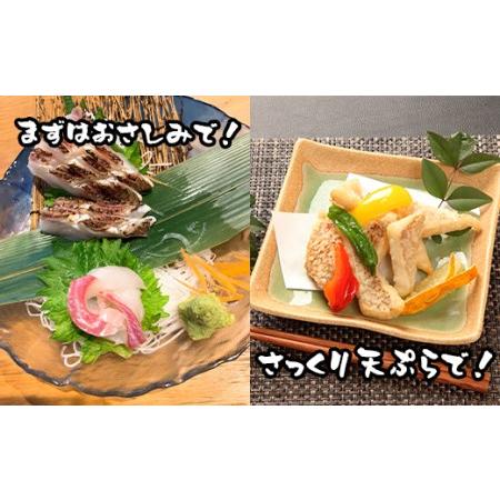 ふるさと納税 冷凍 マダイ 真鯛 １尾 850g 以上 処理済み お食い初め 塩焼き 刺し身 しゃぶしゃぶ おすすめ (約 3?4 人前) 静岡県沼津市