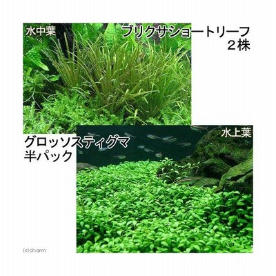 水草 前景２種セット グロッソスティグマ 半パック分 ブリクサショート ２株分 通販 Lineポイント最大0 5 Get Lineショッピング