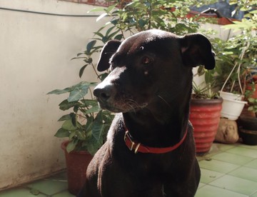 Shekinah 手工皮革 - 手染質感項圈