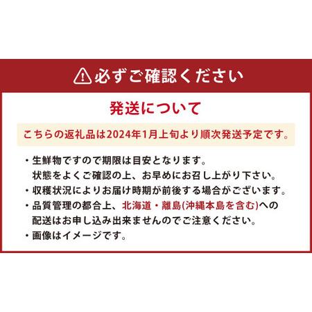 ふるさと納税 博多あまおう 約280g×2パック(冬) あまおう いちご 苺 果物 フルーツ 福岡県産 博多 福岡県香春町