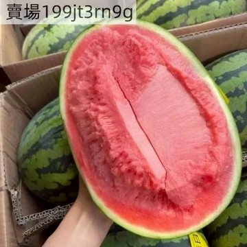 現貨🍉甘美4k西瓜種子 （100粒）含糖量高 皮薄籽少 甘美西瓜種籽 春秋高產中熟橢圓幹沙瓤薄皮西瓜種子 庭院農田盆栽