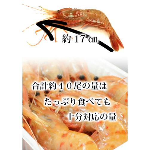 天然ぼたん海老１ｋｇ